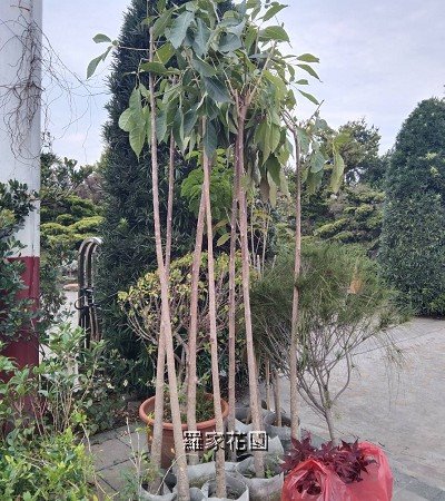 洋紅風鈴木