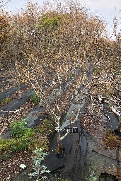 黃楓