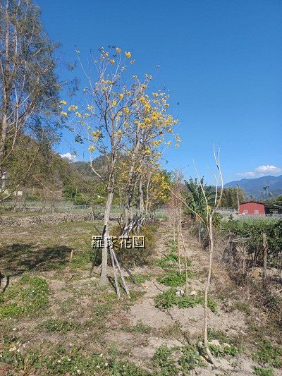 黃花風鈴木