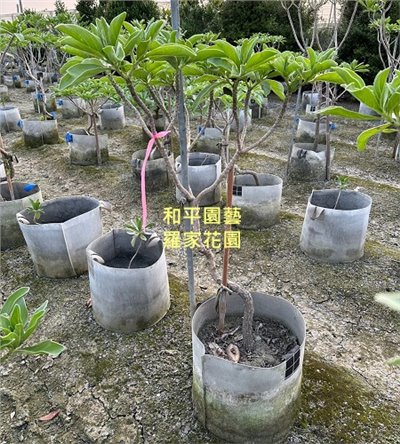 白水木