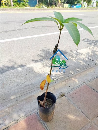 芒果