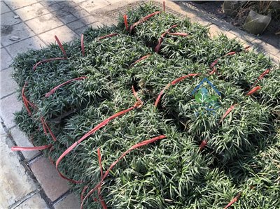玉龍草
