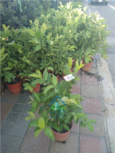 芭樂
