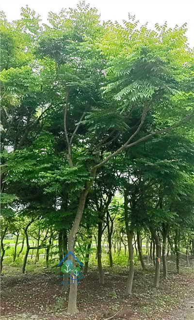 台灣欒樹