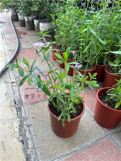 柳葉馬鞭草