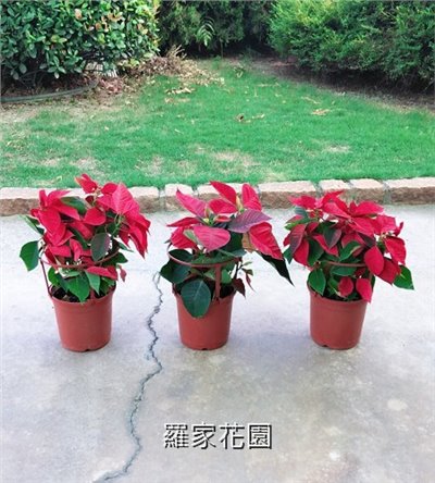 聖誕紅