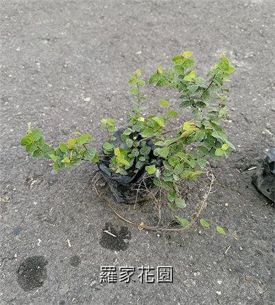薛荔