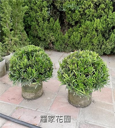 球型羅漢松